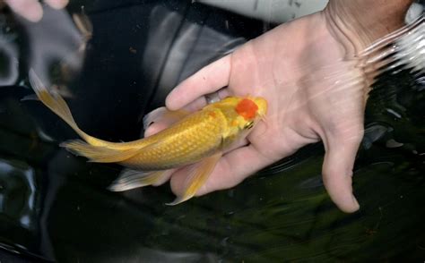 koi fish doctor near me.